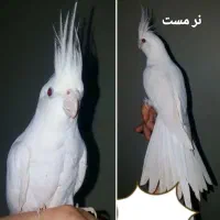 عروس هلندی نر سخنگو و ماده همگی مست