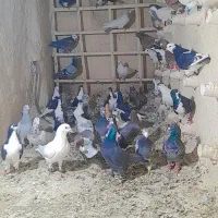 ۳۵عدد کفتر جنگنده