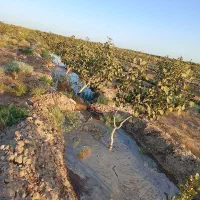 1هکتار-باغ-پسته-بارده