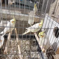 فروش عروس هلندی لوتینو|پرنده|بیضا, |دیوار