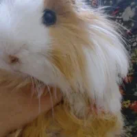 خوکچه هندی جفت گیری