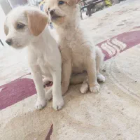 دوتوله حناوبرفی|سگ|گلپایگان, |دیوار