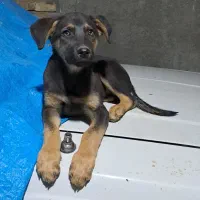 توله سگ ماده نژاد دار