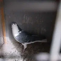 کبوتر|پرنده|اصفهان, الهیه|دیوار