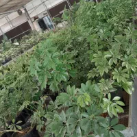 نیروی کاربلد برای گلخانه