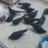 کفتر نقش و پرشی