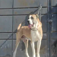 سگ خراسانی نر نسل پلنگ پورحاتم|سگ|ماهدشت, |دیوار