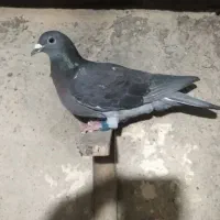 جان آردن مسافتی