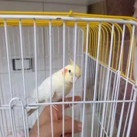 عروس هلندی نر دستی|پرنده|مرودشت, ثبت احوال|دیوار