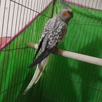 عروس هلندی