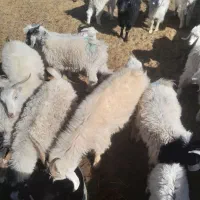 کهره بره بز گیسه چاق|حیوانات مزرعه|سیرجان, |دیوار