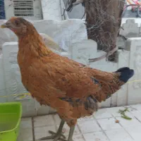 مرغ تخم گذار