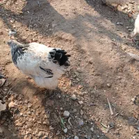 مزرعه|حیوانات مزرعه|اسکو, |دیوار