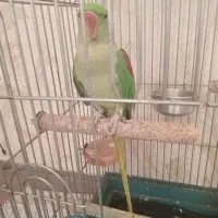 شاه طوطی،ملنگو،عروس هلندی