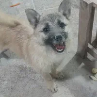توله7ماهه ماده پامرین