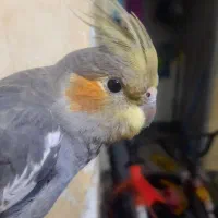 فروش عروس هلندی