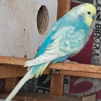 مرغ عشق اسپانگل حرفه ای درجه یک نسلی باجوجه دهی