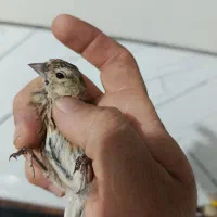 جوجه سینه سرخ کال