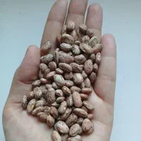 لوبیا چیتی خوش پخت