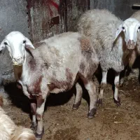 گوسفند شیشک