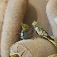 جوجه عروس هلندی