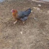 مرغ تخم گذار