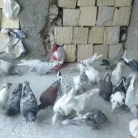 کبوتر بیرونی دسته اولی فسا|پرنده|شیراز, کیان آباد|دیوار