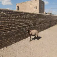 میش بوری دوبرافشار گوسفند تخمی