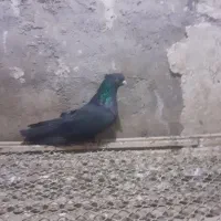 کفتر طوقی|پرنده|اردبیل, |دیوار