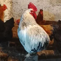 خروس دورگ تمیز سرحال یک سال نیم