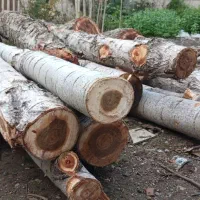 خریدار چوب و درخت باغی شما هستیم