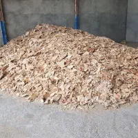 نان خشک تمیز