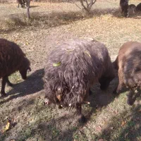 فروش یک کوسفند شینبش