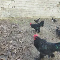 خروس مرندی|حیوانات مزرعه|شیرگاه, |دیوار