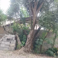 درخت