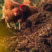 کود گوسفند کود گاو کود مرغ از گوغر به سراسر کشور