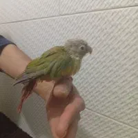 گرینچیک|پرنده|مشهد, ایثار|دیوار