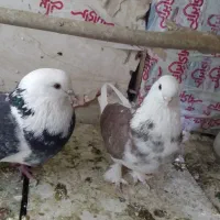 کفتر  فروشی|پرنده|قم, علی آباد سعدگان|دیوار