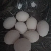 تخم مرغ  کلین لری و محلی|حیوانات مزرعه|اردبیل, |دیوار