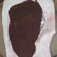 فروش کلزا|گل و گیاه طبیعی|دره شهر, |دیوار