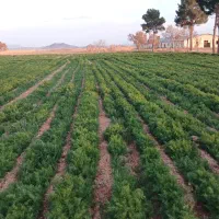 اموزش انواع کشت های پردرامدکشاورزی باسودهی بالا|خدمات آموزشی|تهران, میدان میوه و ترهبار مرکزی|دیوار