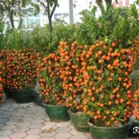 هرس.گل وگیاه.سم پاشی باغ و ویلا.علفتراشی