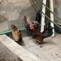 مرغ و خروس مینیاتوری