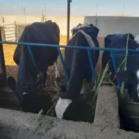 با سلام ۷ راس گاو شیری بفروش میرسد|حیوانات مزرعه|سبزوار, قصبه غربی|دیوار