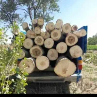 هرس کردن درختان وخرید درختان شما بابالاترین قیمت|خدمات باغبانی و درختکاری|خرمآباد, |دیوار