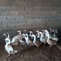 غاز لیندا و خاکستری و غاز محلی همه سالم و چاق|حیوانات مزرعه|سیمین شهر, |دیوار