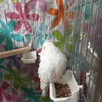 طوطی عروس هلندی مولد|پرنده|اسلامشهر, شهرک واوان|دیوار