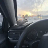 خرگوش