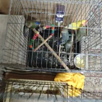 جوجه برزیلی