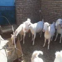 بز و بزغاله آبستن سانَن